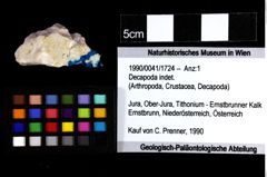 Foto (Objket + Etiketten) von Goniodromites bidentatus (Reuss, 1859) 